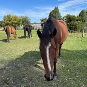 Home Owner wanting sitter in , Victoria