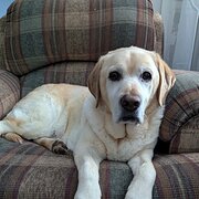Home Owner wanting sitter in , Victoria