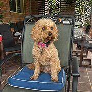 Home Owner wanting sitter in Somerville, Victoria