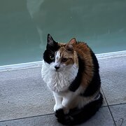 Home Owner wanting sitter in , New South Wales