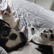 Home Owner wanting sitter in Canberra, Australian Capital Territory