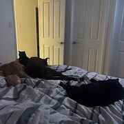 Home Owner wanting sitter in , Queensland