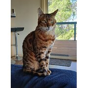 Home Owner wanting sitter in Elizabeth, South Australia