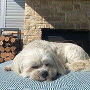 Home Owner wanting sitter in Goolwa ..  Adelaide is only an hour away, South Australia