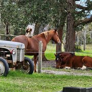 Home Owner wanting sitter in , New South Wales