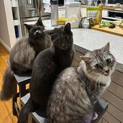 Home Owner wanting sitter in Serpentine, Western Australia