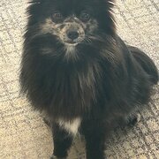 Home Owner wanting sitter in Melbourne, Victoria