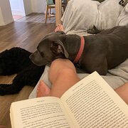 Home Owner wanting sitter in Coffs Harbour, New South Wales