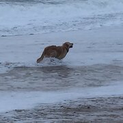 House Sitter - Jean-Luc and Alison