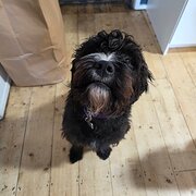 Home Owner wanting sitter in , Victoria