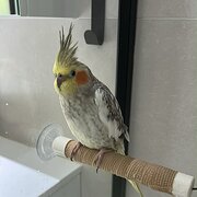 Home Owner wanting sitter in Palm Beach, Queensland