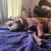 Home Owner wanting sitter in Warwick 35min ipswich 50min, Queensland