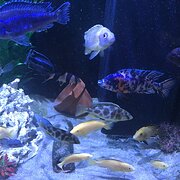 Home Owner wanting sitter in , New South Wales