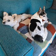 Home Owner wanting sitter in , New South Wales