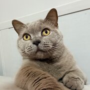 Home Owner wanting sitter in Perth, Western Australia