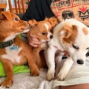 House Sitter - Happy to look after your fur babies