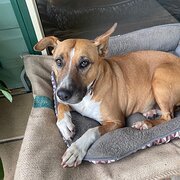 Home Owner wanting sitter in Newcastle, New South Wales