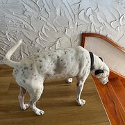 Home Owner wanting sitter in Mackay, Queensland