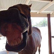 House Sitter - Petsitter4u