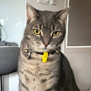 Home Owner wanting sitter in Brisbane, Queensland