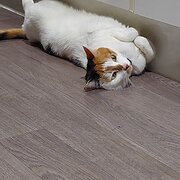 Home Owner wanting sitter in , Queensland