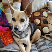 Home Owner wanting sitter in , New South Wales