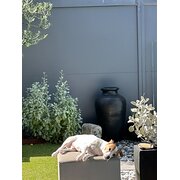 Home Owner wanting sitter in North Rothbury, New South Wales