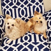Home Owner wanting sitter in Adelaide, South Australia