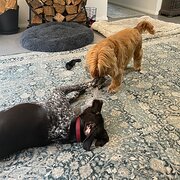 Home Owner wanting sitter in Melbourne, Victoria