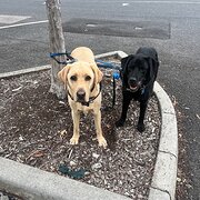 Home Owner wanting sitter in Melbourne, Victoria