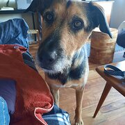Home Owner wanting sitter in Ballarat , Victoria
