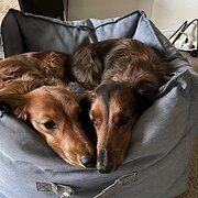 Home Owner wanting sitter in Melbourne, Victoria