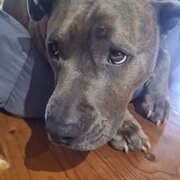 Home Owner wanting sitter in Croydon Park, South Australia