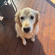 Home Owner wanting sitter in Melbourne, Victoria