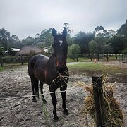 Home Owner wanting sitter in Pinjarra, Western Australia