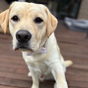 Home Owner wanting sitter in Melbourne, Victoria