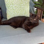 Home Owner wanting sitter in Coffs Harbour , New South Wales