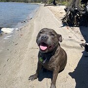 Home Owner wanting sitter in , Queensland