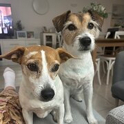 Home Owner wanting sitter in Brisbane , Queensland