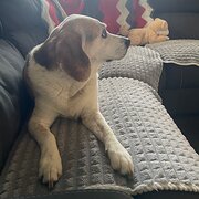 Home Owner wanting sitter in Launceston, Tasmania