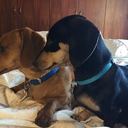 Home Owner wanting sitter in Perth, Western Australia