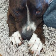 Home Owner wanting sitter in Adelaide, South Australia