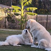 Home Owner wanting sitter in Bundaberg , Queensland