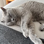 Home Owner wanting sitter in , Victoria