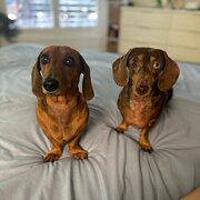 Home Owner wanting sitter in Caloundra, Queensland