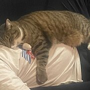 House Sitter - Family Visiting Sydney 