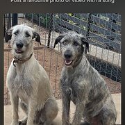 Home Owner wanting sitter in Bundaberg, Queensland