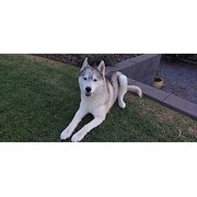 Home Owner wanting sitter in Warrnambool, Victoria