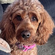 Home Owner wanting sitter in Canberra, New South Wales