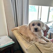 Home Owner wanting sitter in Wagga Wagga, New South Wales